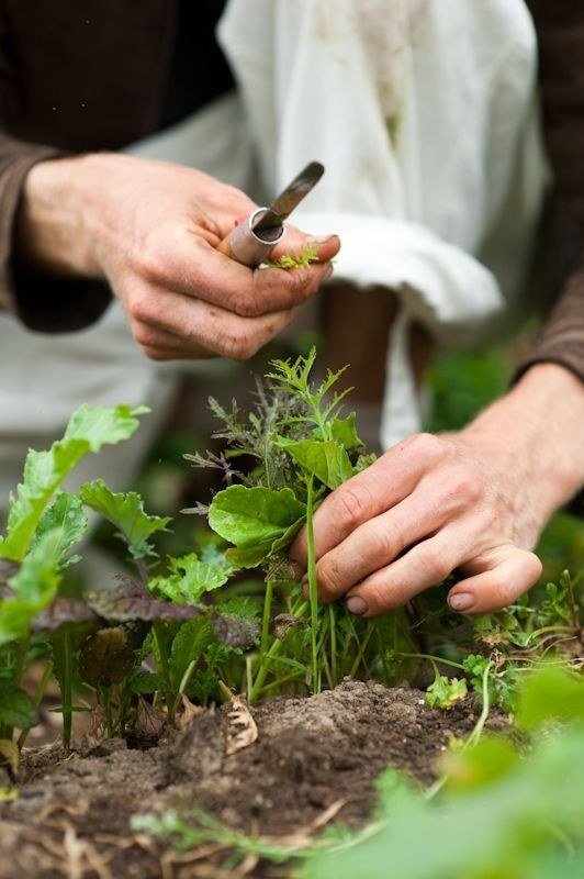 Hands tending the soil